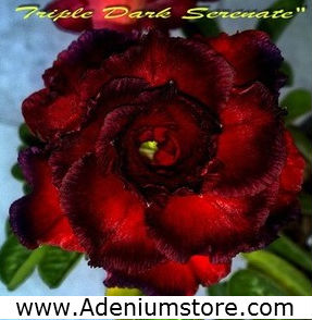 Adenium Obesum \'Triple Dark Serenade\' 5 Seeds